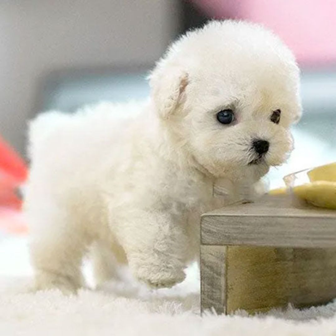 Interactieve Robot Puppy Speelgoed