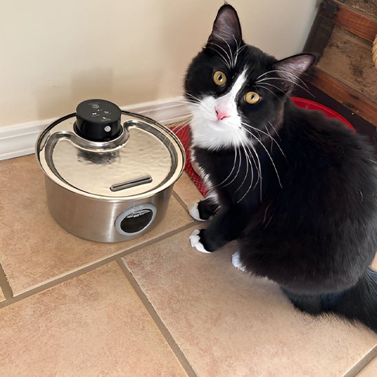 Draadloze Kattenwaterfontein