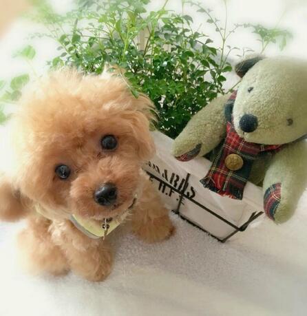 Teddy 2.0 realistisch puppy knuffeldier