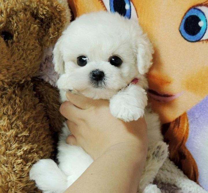 Teddy 2.0 realistisch puppy knuffeldier