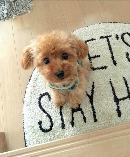 Teddy 2.0 realistisch puppy knuffeldier