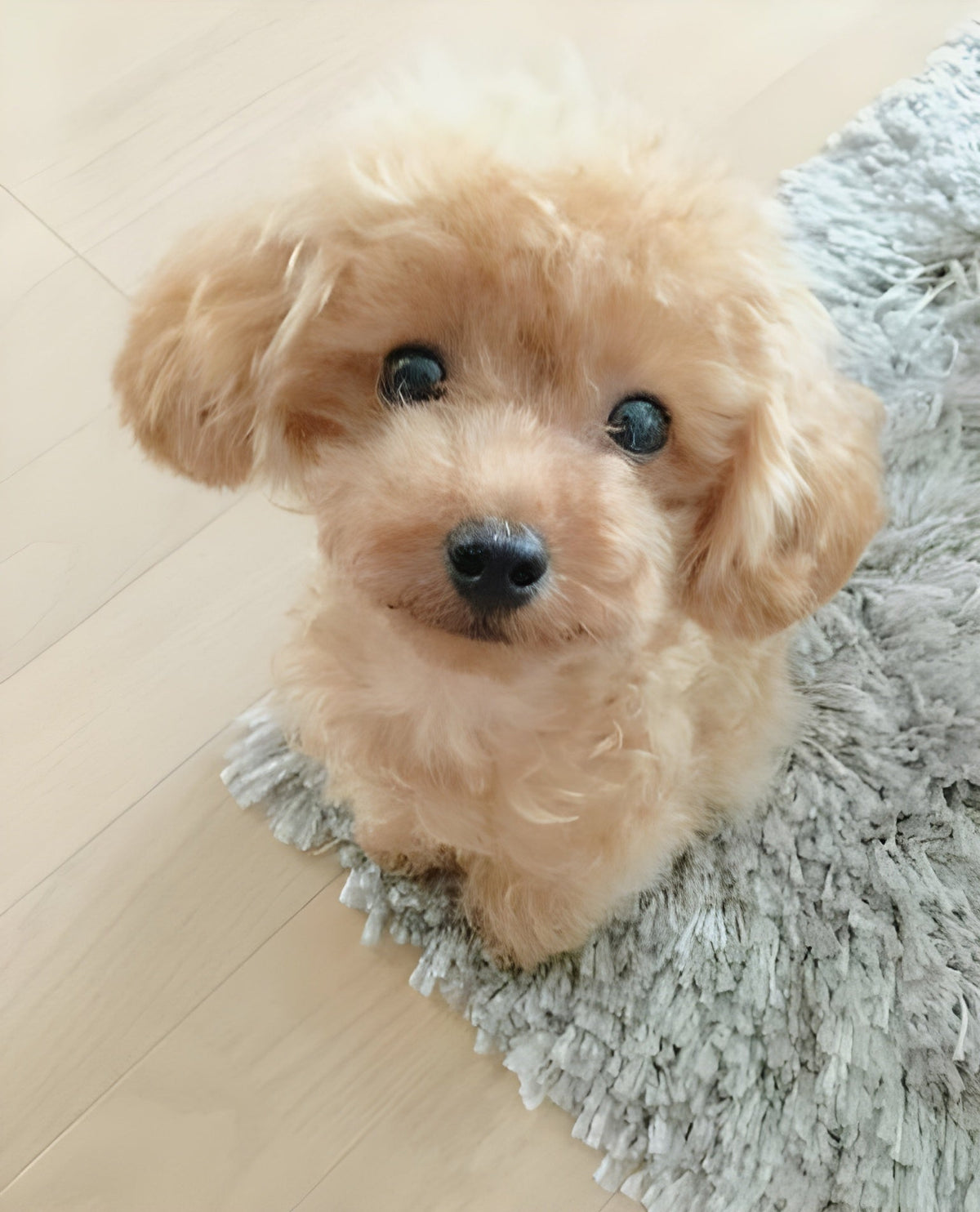 Teddy 2.0 realistisch puppy knuffeldier