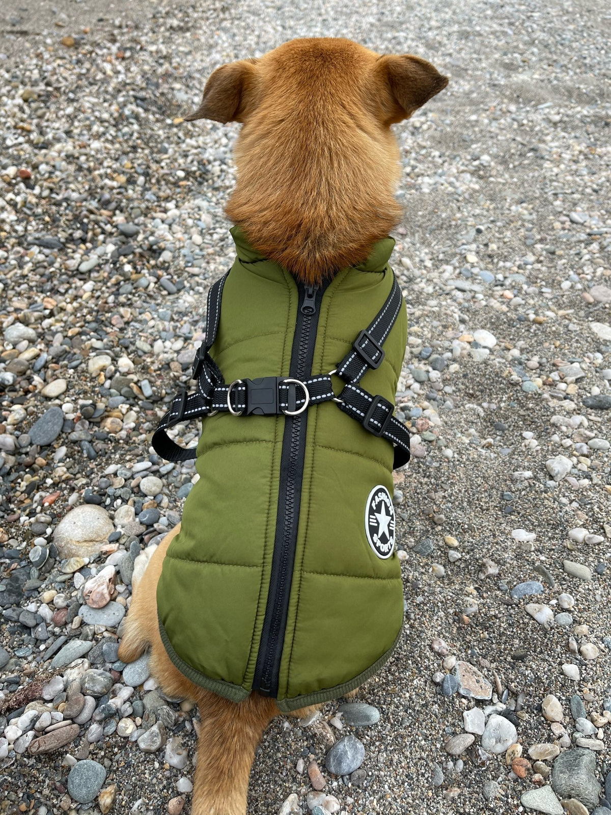 PawShield 3-in-1 Hondenjas
