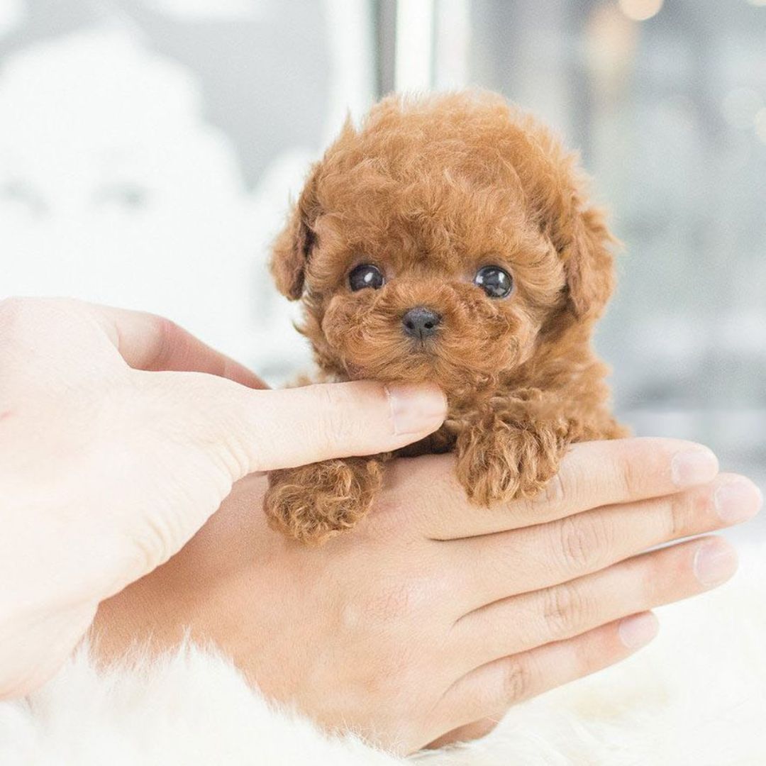 Interactieve Robot Puppy Speelgoed