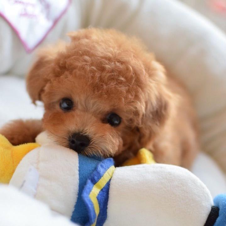 Teddy 2.0 realistisch puppy knuffeldier