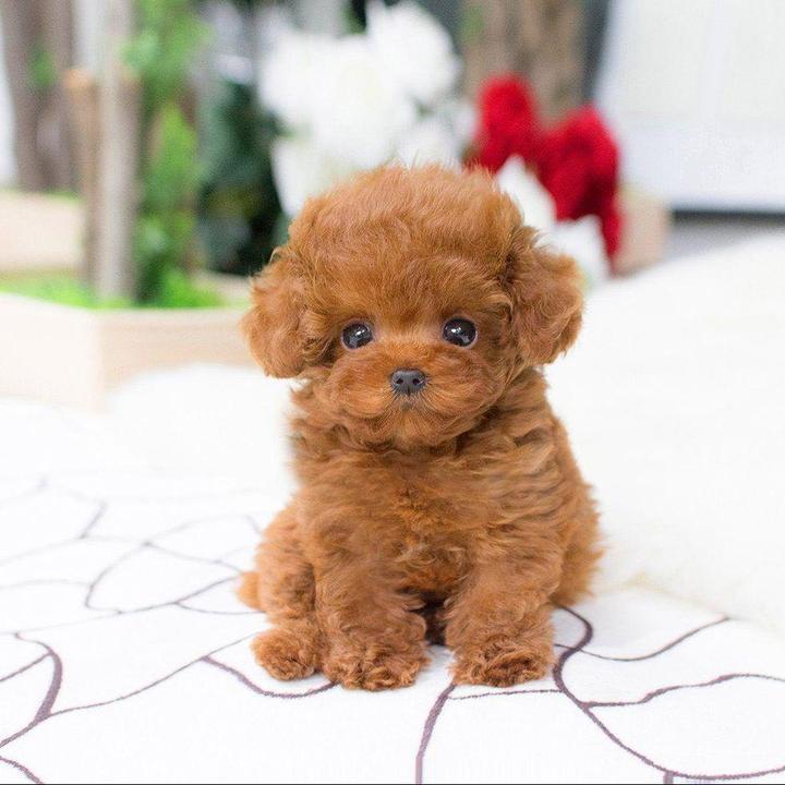Teddy 2.0 realistisch puppy knuffeldier