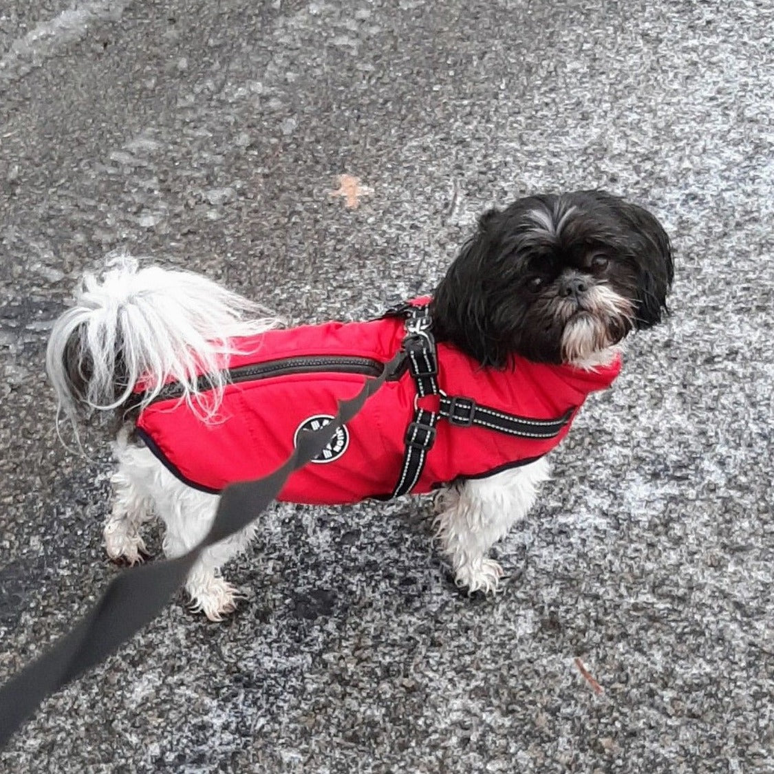 PawShield 3-in-1 Hondenjas