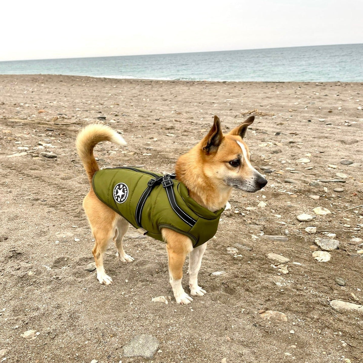 PawShield 3-in-1 Hondenjas