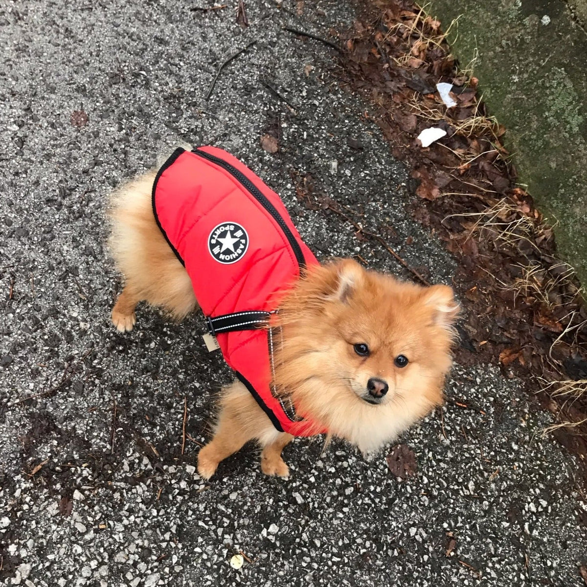 PawShield 3-in-1 Hondenjas